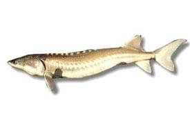 Fotó: White sturgeon