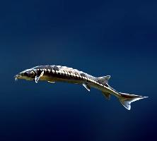 Fotó: European sea sturgeon