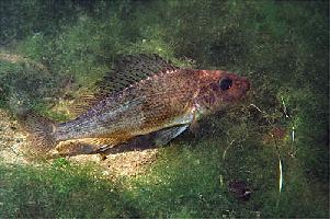 Fotó: Ruffe