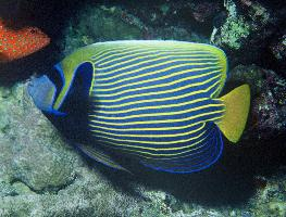 Fotó: Emperor angelfish