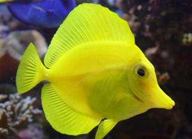 Fotó: Yellow tang