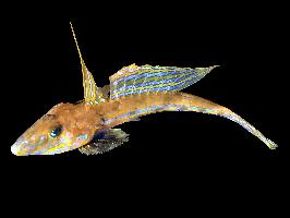 Fotó: Common dragonet