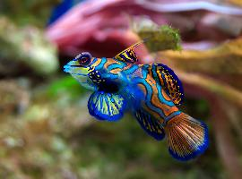 Fotó: Mandarinfish