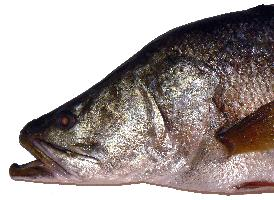 Fotó: Nile perch