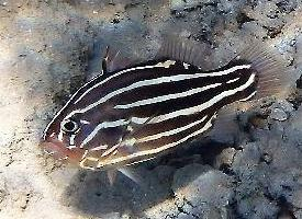 Fotó: Goldenstriped soapfish