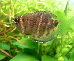 Fotó: Chocolate gourami