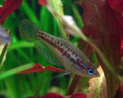 Fotó: Pygmy gourami