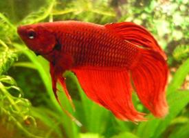 Fotó: Siamese fighting fish