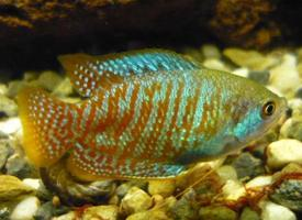 Fotó: Dwarf gourami