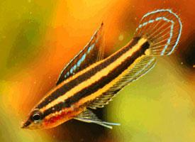 Fotó: Licorice gourami