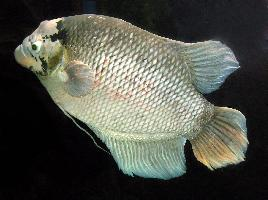 Fotó: Giant gourami