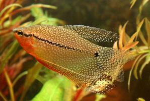 Fotó: Pearl gourami