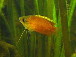 Fotó: Honey gourami