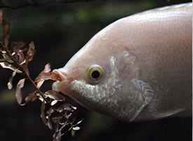 Fotó: Kissing gouramis