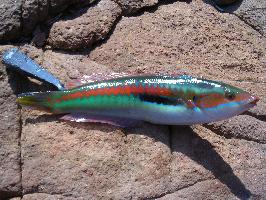 Fotó: Mediterranean rainbow wrasse