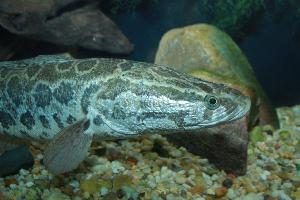 Fotó: Northern snakehead