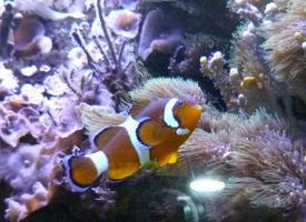 Fotó: Ocellaris clownfish