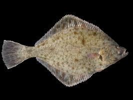 Fotó: European flounder