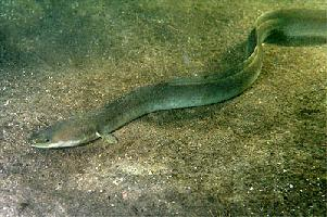 Fotó: European eel