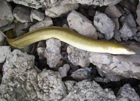 Fotó: American eel