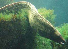 Fotó: Mediterranean moray