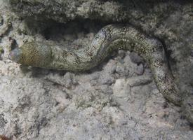 Fotó: Snowflake moray