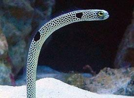 Fotó: Spotted garden eel