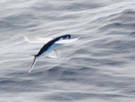 Fotó: Atlantic flyingfish