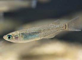 Fotó: Japanese rice fish