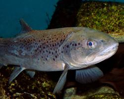 Fotó: River trout