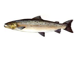 Fotó: Atlantic salmon