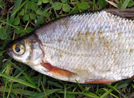 Fotó: White bream