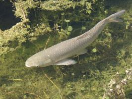 Fotó: Grass carp