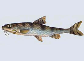 Fotó: Danubian longbarbel gudgeon