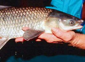 Fotó: Black carp