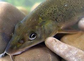 Fotó: Common barbel