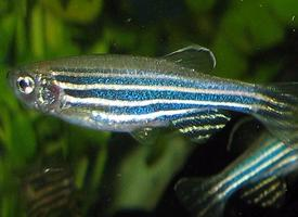 Fotó: Zebrafish