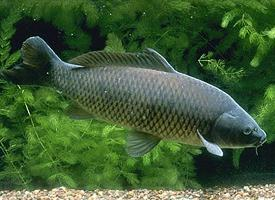 Fotó: Eurasian carp