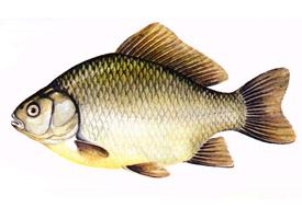 Fotó: Crucian carp