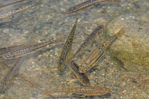 Fotó: Eurasian minnow