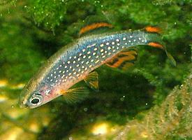 Fotó: Celestial pearl danio