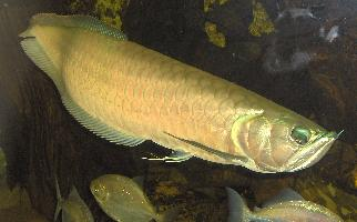 Fotó: Silver arowana