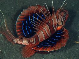 Fotó: Blackfoot firefish