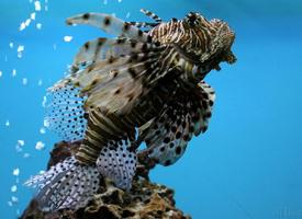 Fotó: Red lionfish