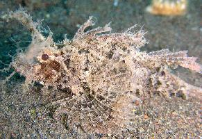 Fotó: Ambon scorpionfish