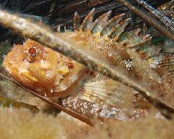 Fotó: Black scorpionfish