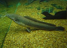 Fotó: African sharptooth catfish