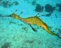 Fotó: Common seadragon