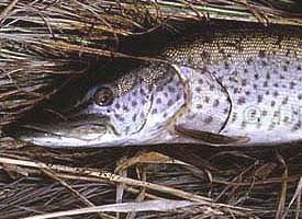 Fotó: Amur pike