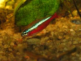 Fotó: Cardinal tetra